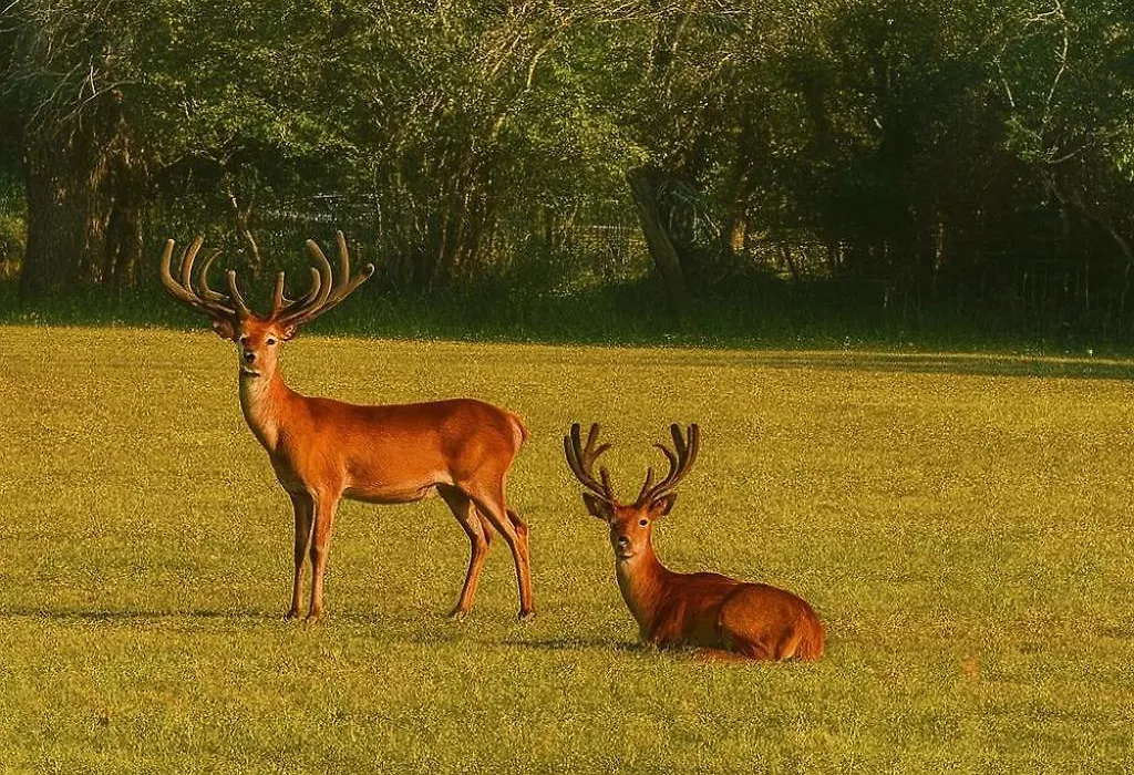 The Stables - Deer Park Farm-1